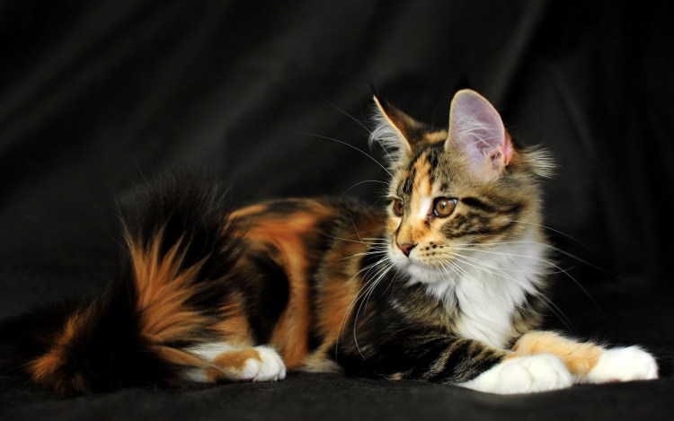 Трёхцветная кошка Мейн кун