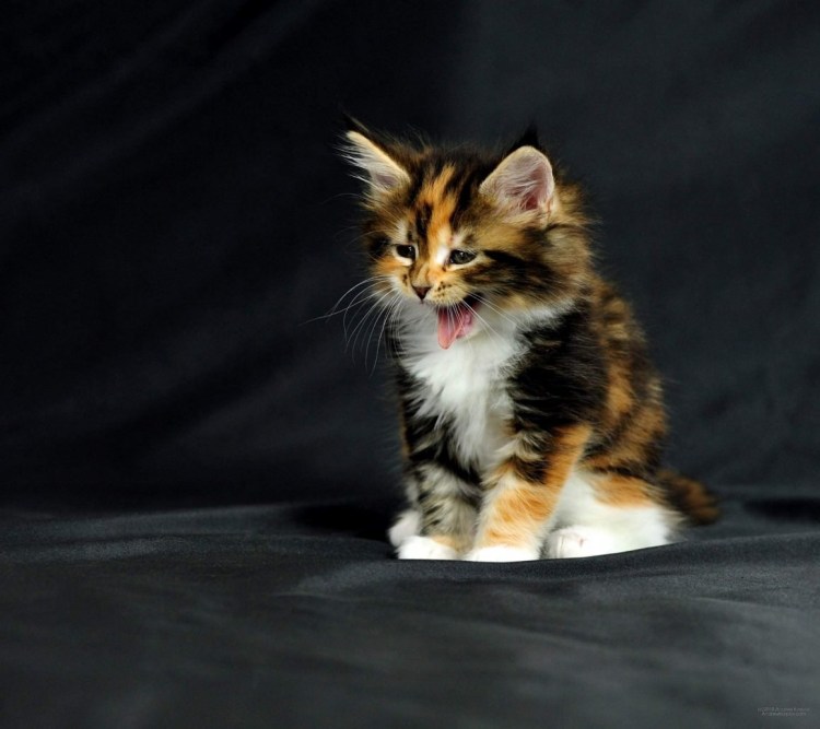 Черно рыжий Мейн кун