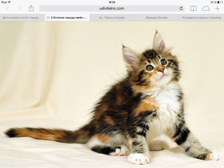 Мейн кун Калико