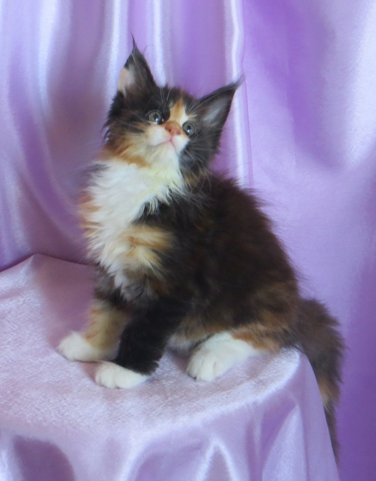 Трёхцветная кошка Мейн кун