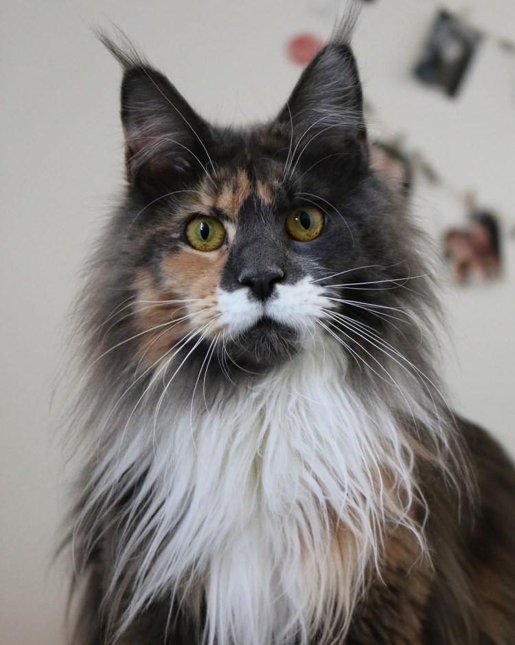 Трехцветный пушистый котенок