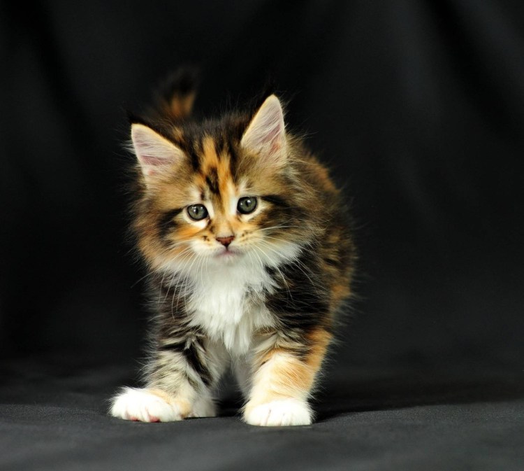 Котята Мейн кун метисы трехцветные