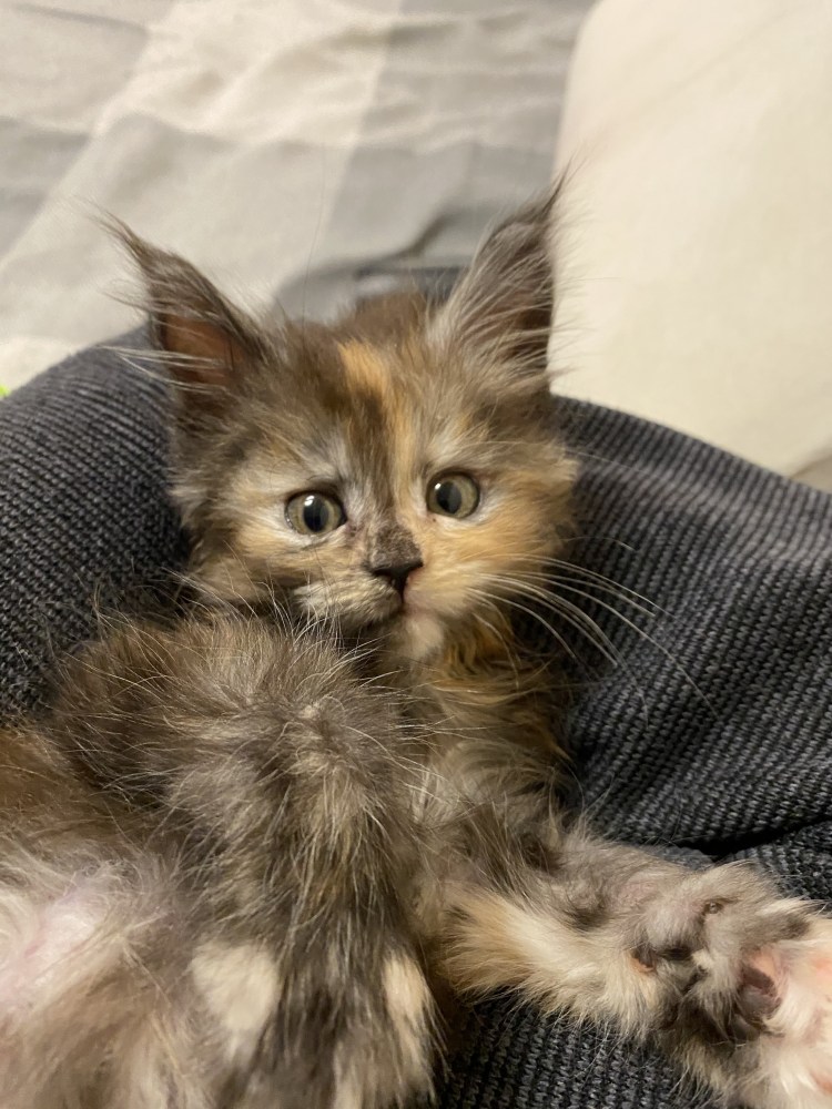 Мейн кун трехцветный