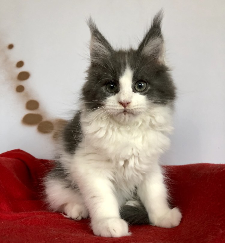 Котята Мейн кун