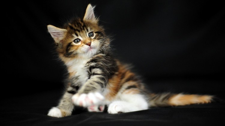 Мейн кун котята 3 цветные