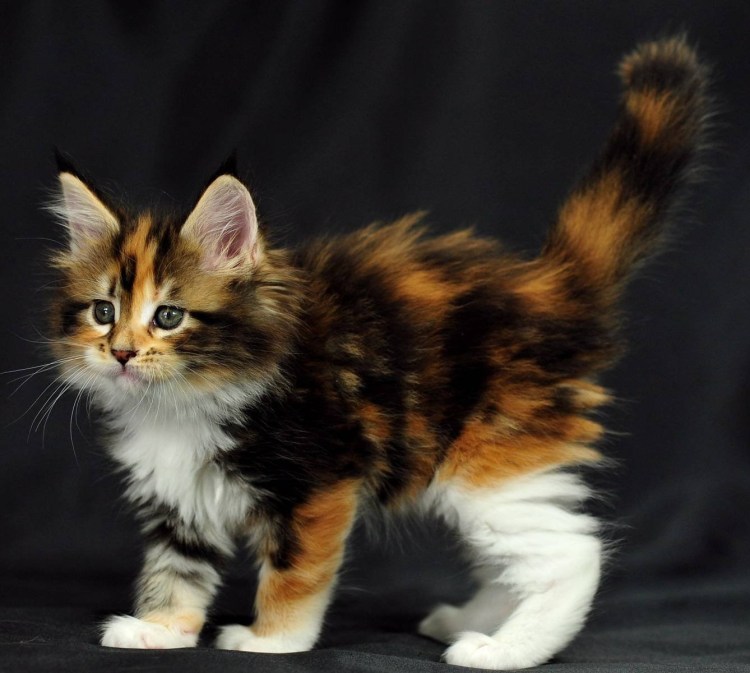 Мейн кун трехцветный