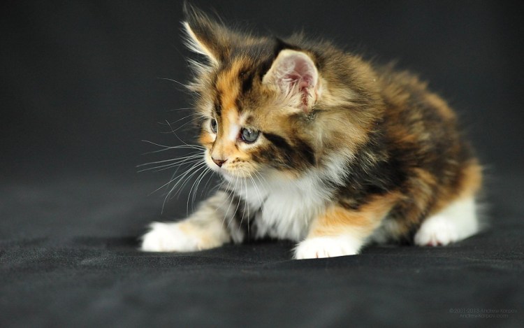 Котята Мейн-кун 2 месяца трехцветный