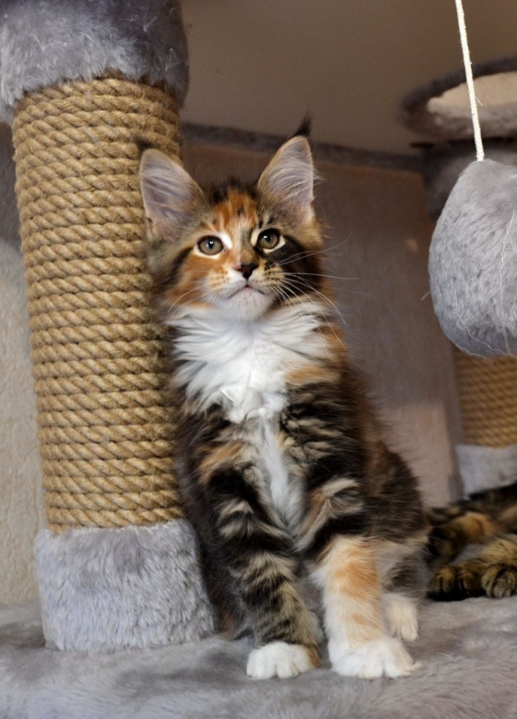 Черепаховый кот Мейн кун