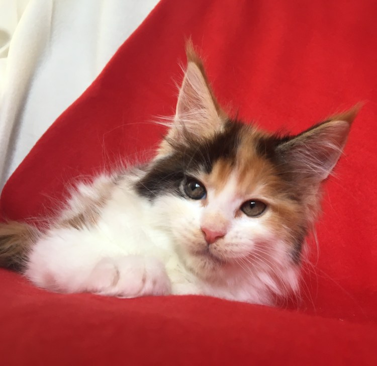 Мейн кун трехцветный