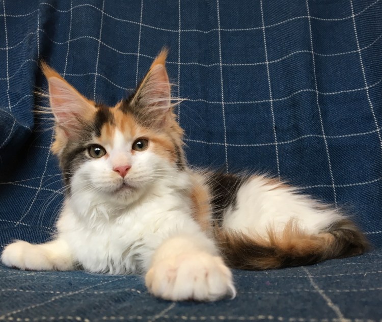 Мейн кун 3х цветный