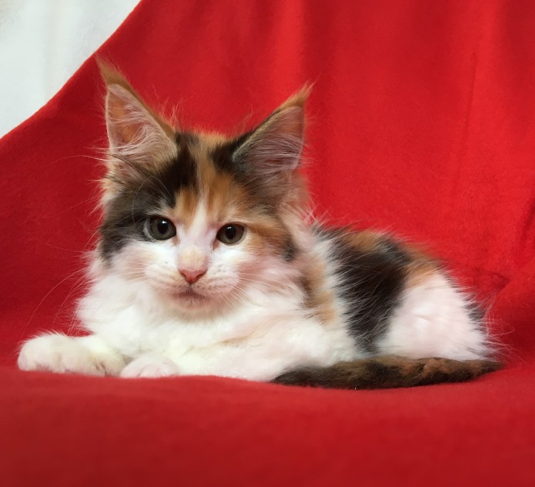 Мейн кун трехцветный