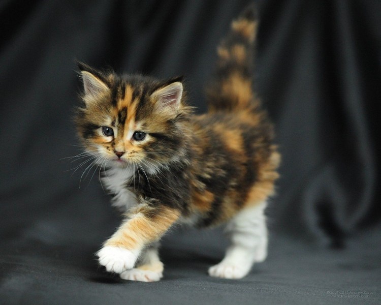 Трехцветная кошка с котятами