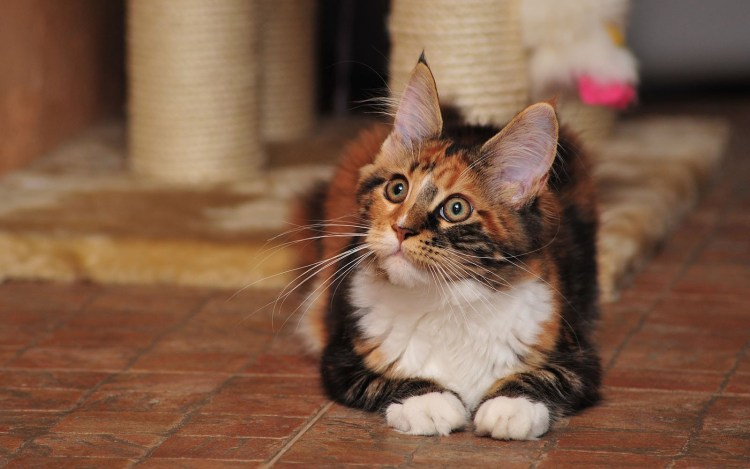 Кошка Мейн кун