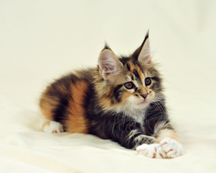 Трехцветные Мейн куны котята