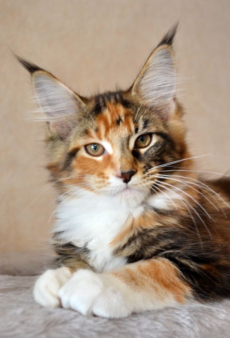 Мейн кун черепаховый