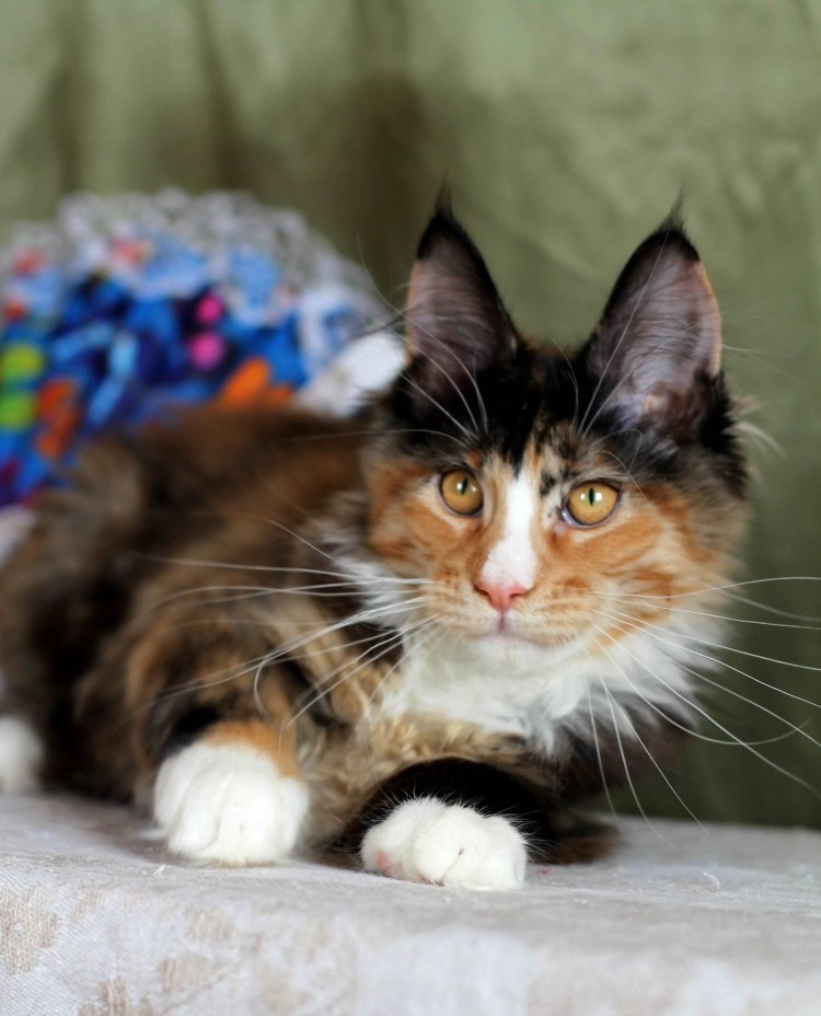 Трёхцветная кошка Мейн кун