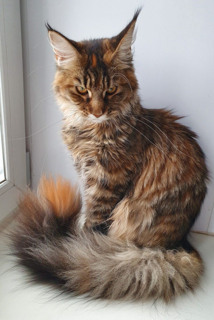 Черепаховый кот Мейн кун