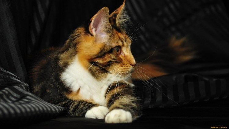 Мейкун трехцаетный котенок