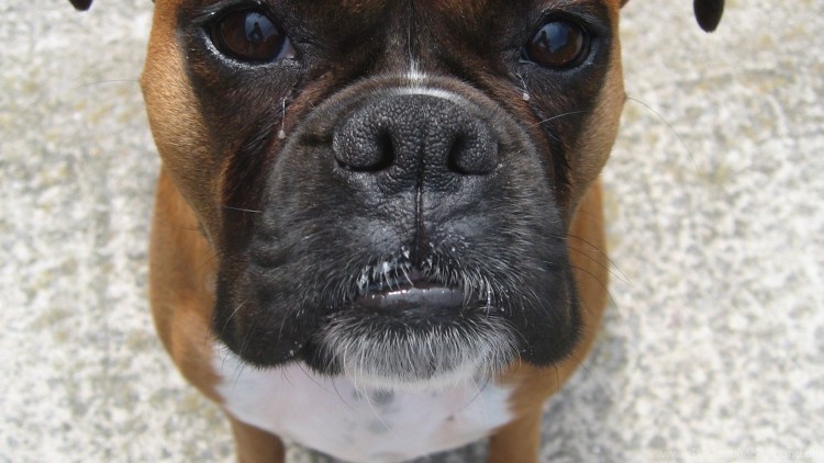 Карликовый боксер