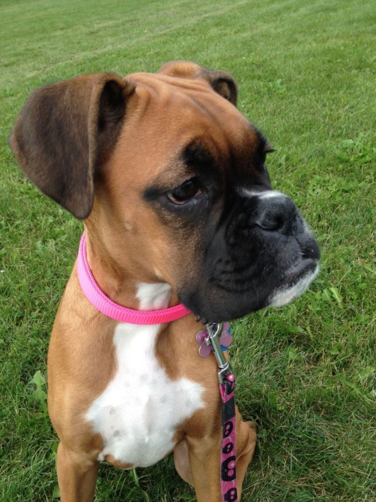 Боксер и Доберман