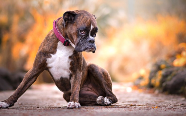 Немецкий боксёр