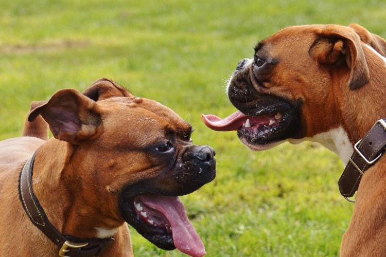 Порода карликовый боксер