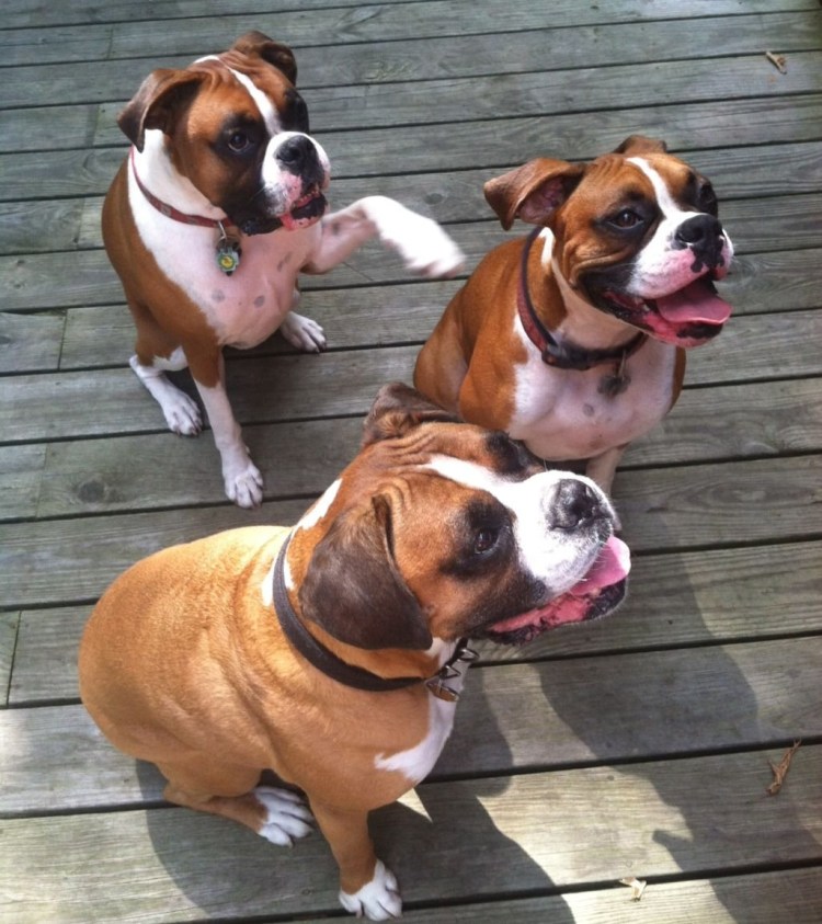 Боксер собака взгляд