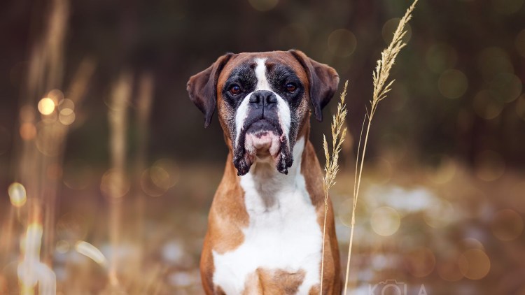 Мини боксер собака