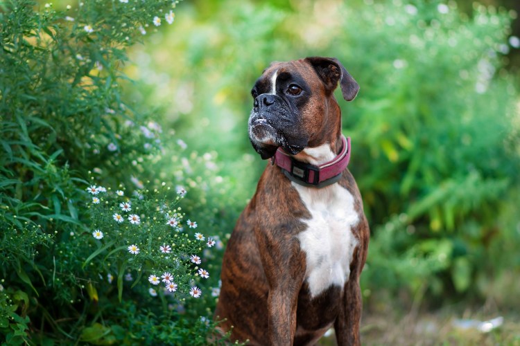 Карликовый боксер собака