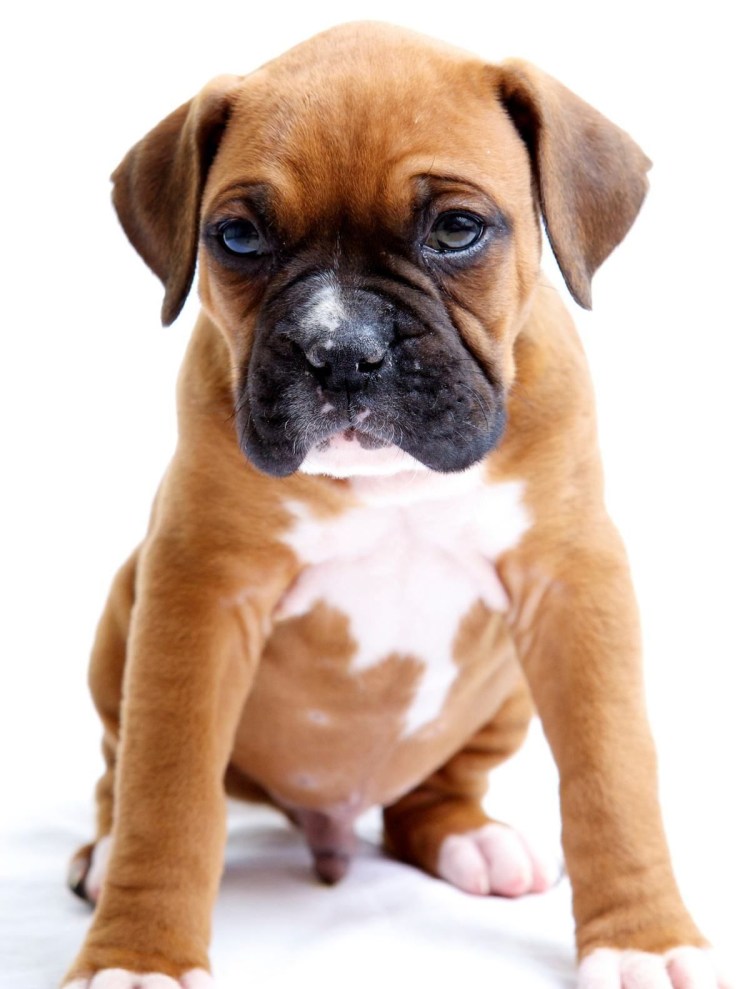 Бигль немецкий боксер