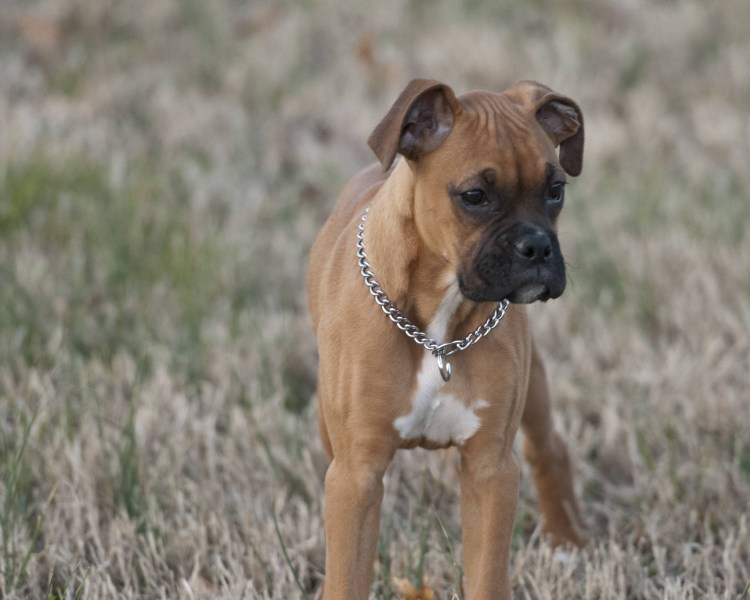 Боксёр собака