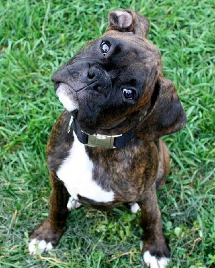 Бульдог немецкий и боксер