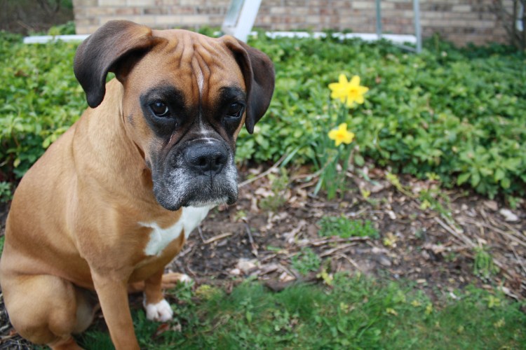 Мини боксер собака