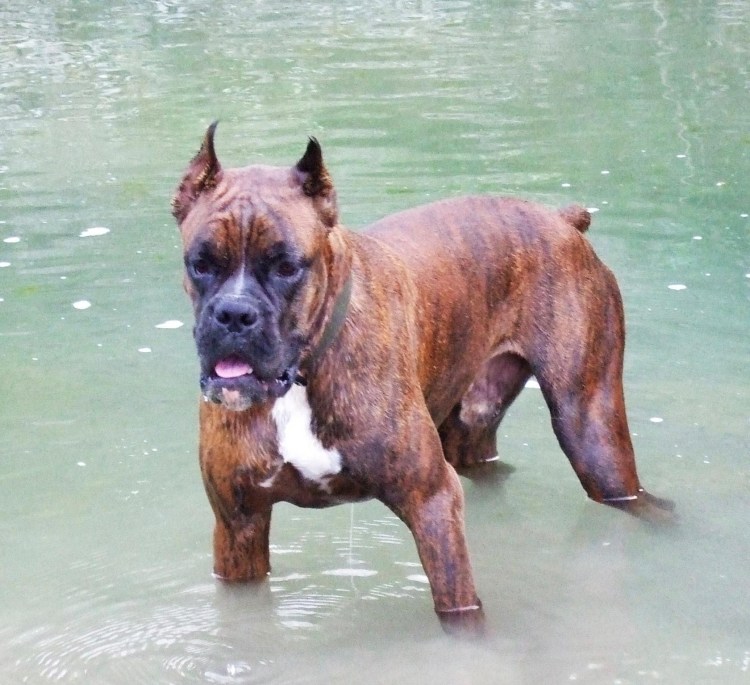 Боксер дог мини