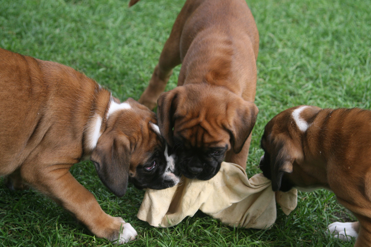 Немецкий боксёр