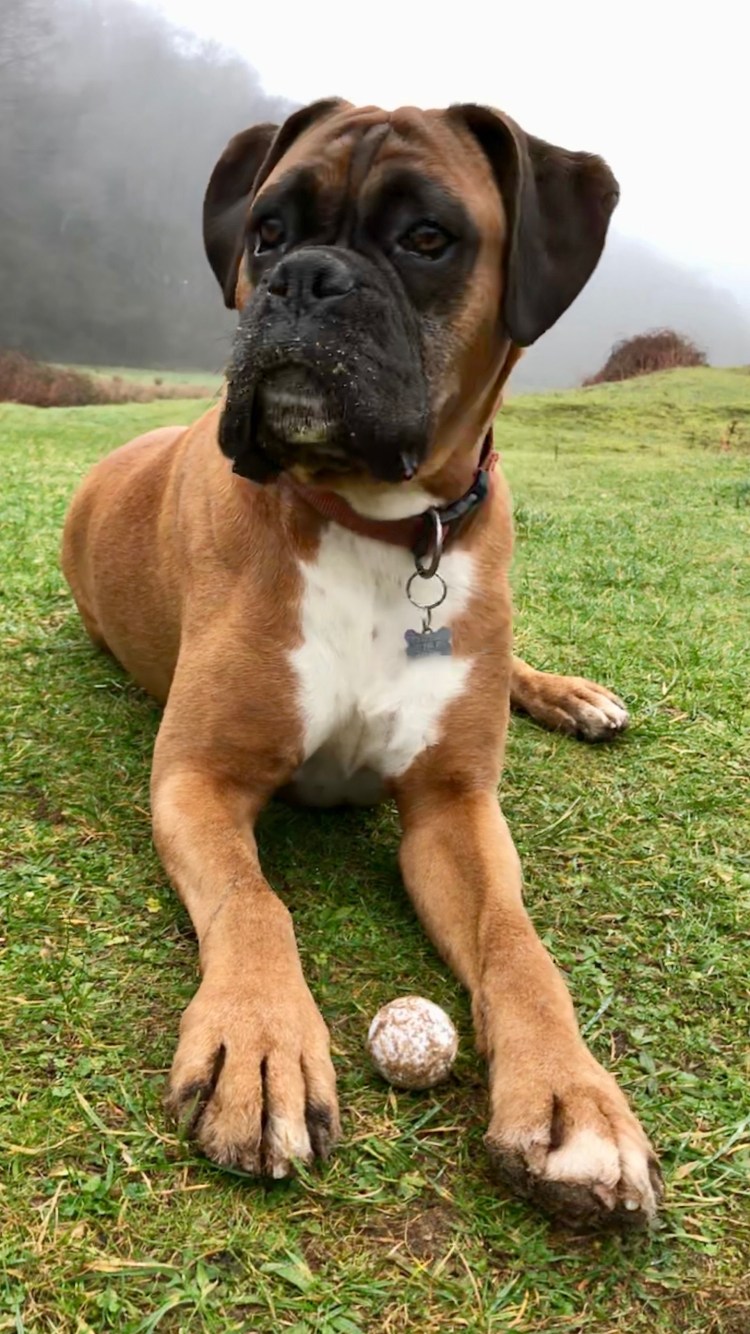 Боксёр порода собак