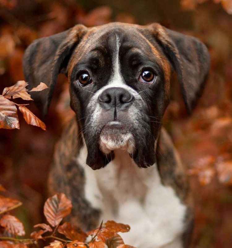 Боксёр порода собак