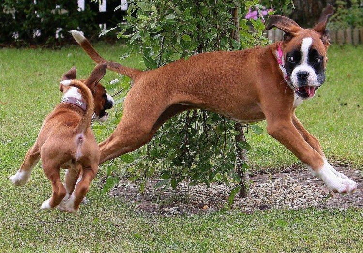 Боксёр собака