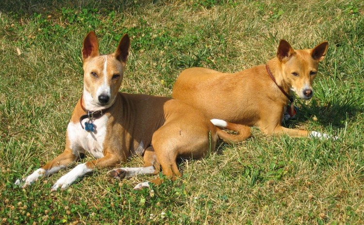 Басенджи метис порода