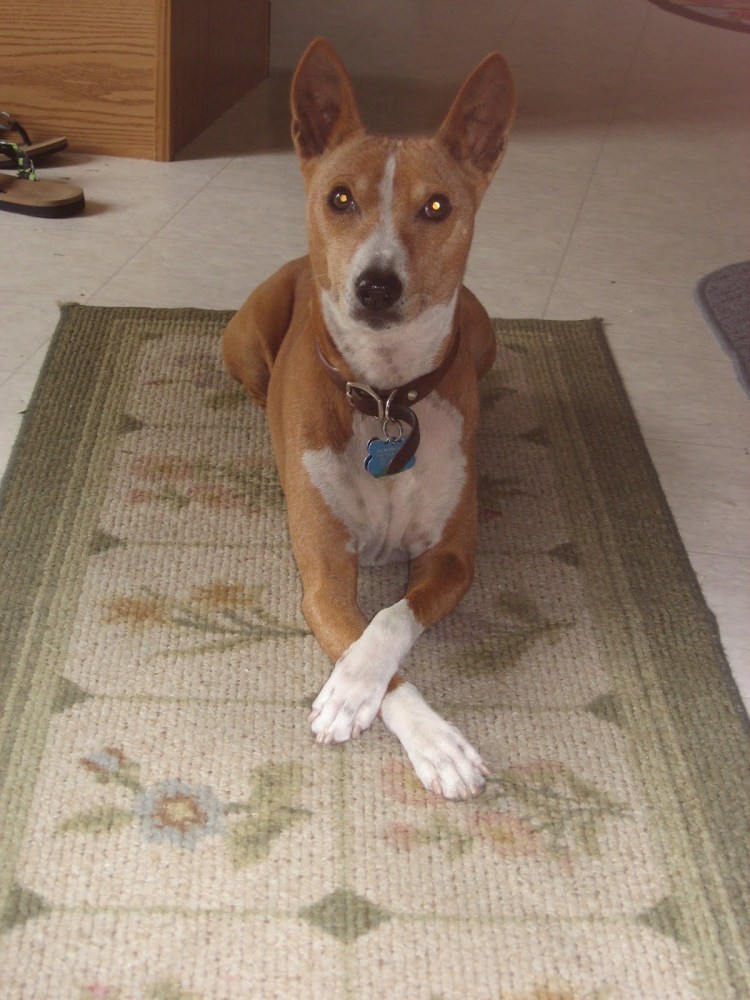 Басенджи рыже-белый