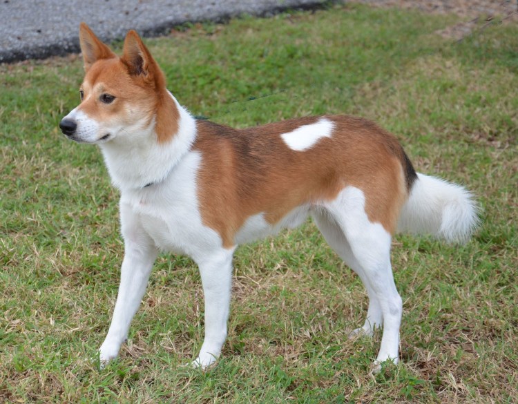 Басенджи собака