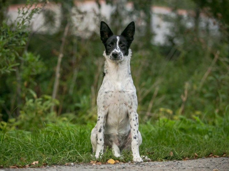 Басенджи и Джек Рассел