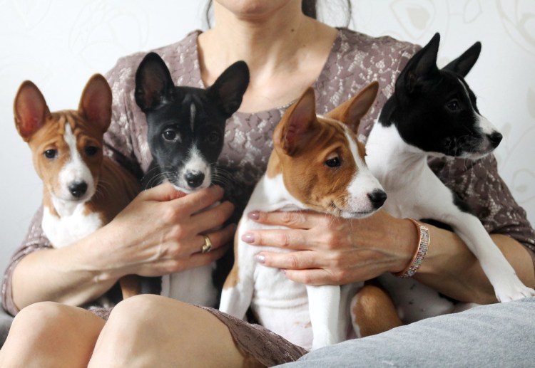 Басенджи черный щенок