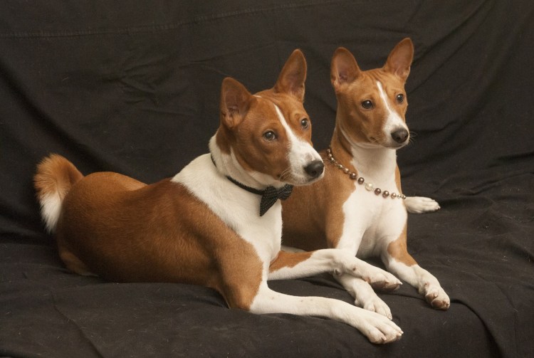 Басенджи собака тигровая