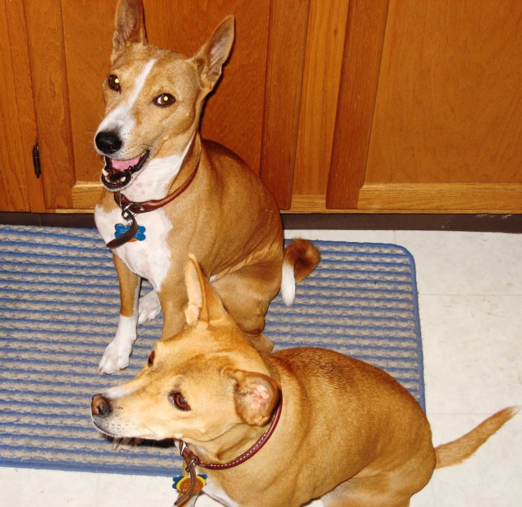 Метис басенджи и корги