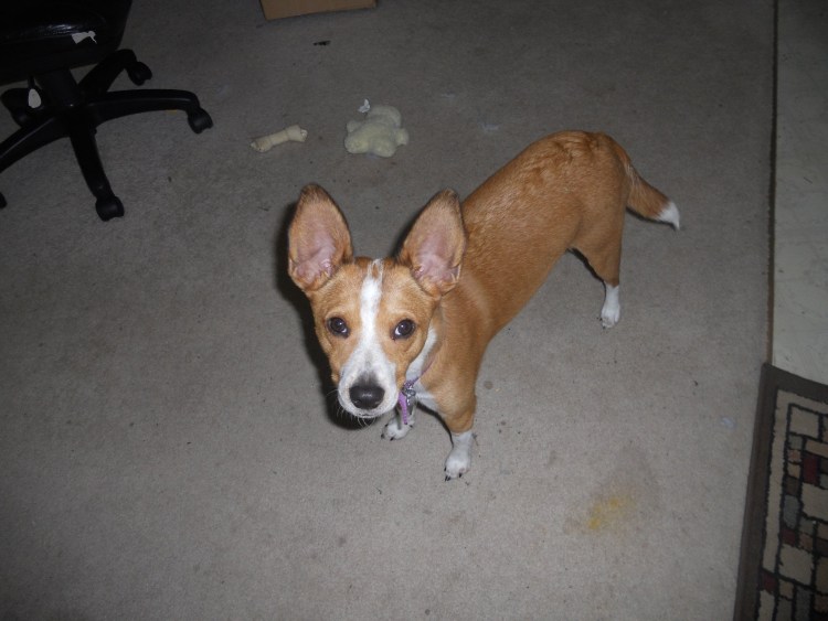 Картинка с днем рождения с собаками басенджи