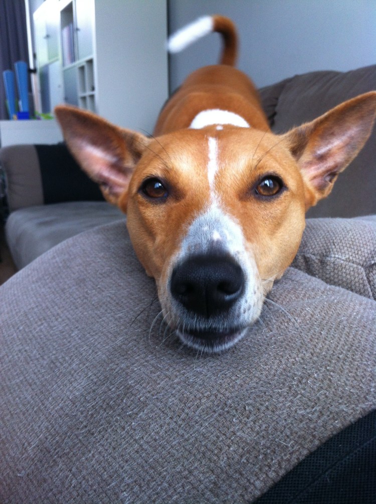 Метис басенджи и Джек Рассела