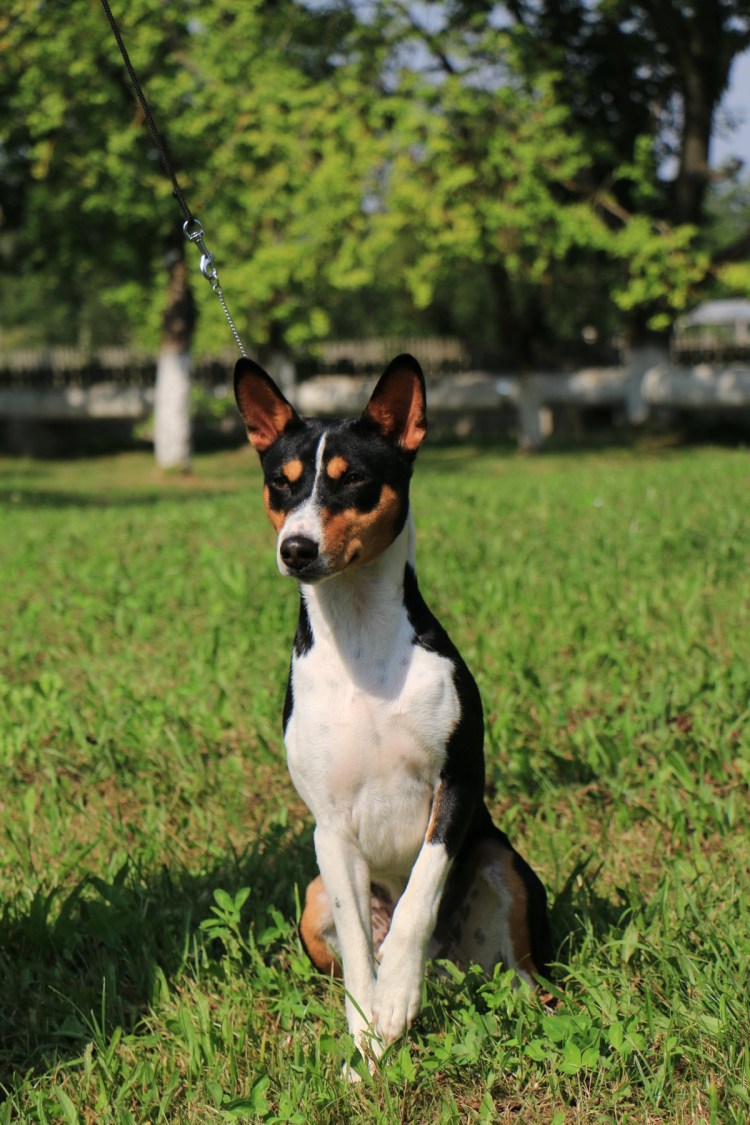 Басенджи презентация