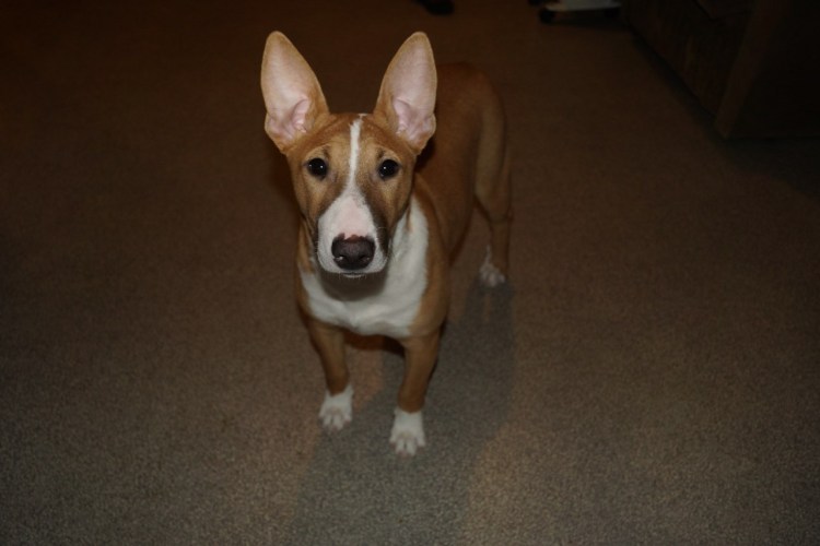 Бигль и басенджи