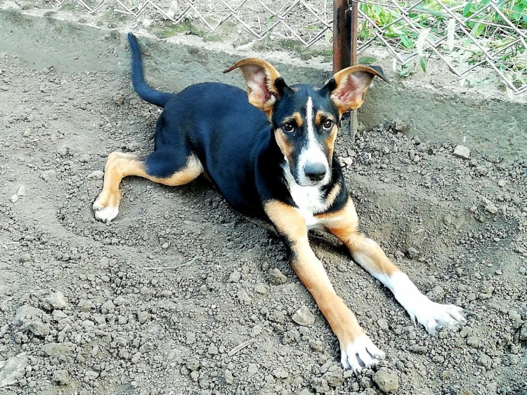 Метис басенджи